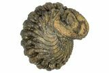 Wide, Enrolled Morocops Trilobite - Morocco #347240-1